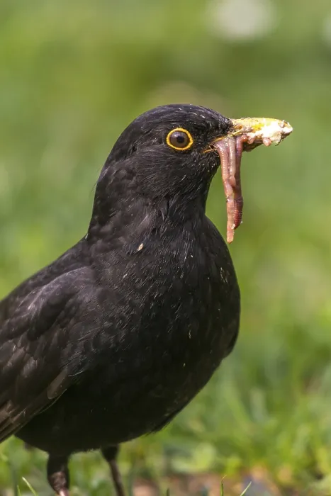 Gerahmter Druck : Schwarzer Vogel, schwarzer Vogel, Regenwurm.