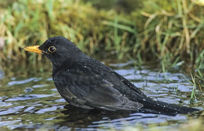 Gerahmter Druck : Schwarzer Star, Turdus Merula, Bath Gerahmter Druck : Schwarzer Star, Turdus Merula, Bath