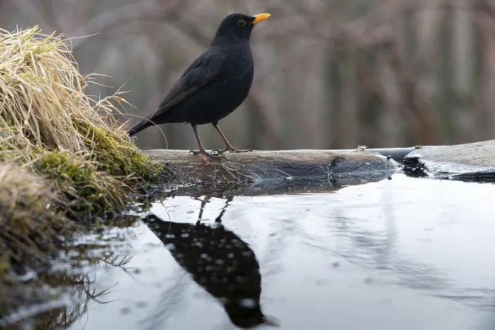 Gerahmter Druck : Schwarzer Star, Turdus Merula, Bath Gerahmter Druck : Schwarzer Star, Turdus Merula, Bath
