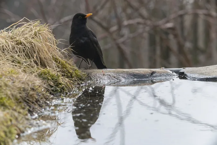 Gerahmter Druck : Schwarzer Star, Turdus Merula, Bad Gerahmter Druck : Schwarzer Star, Turdus Merula, Bad