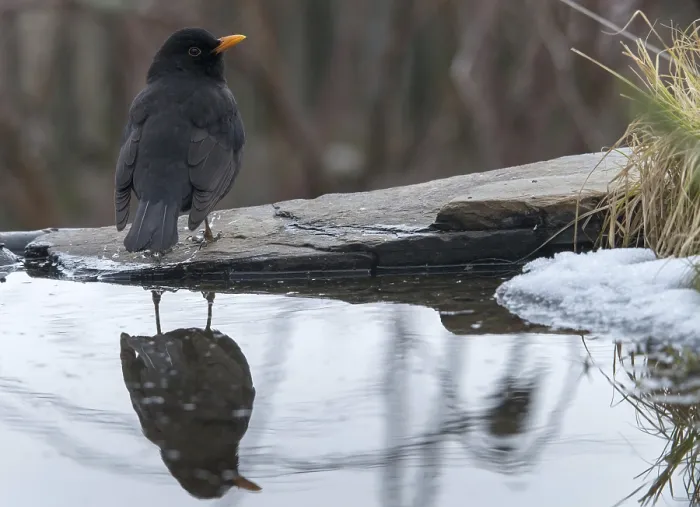 Gerahmter Druck : Schwarzer Star, Turdus Merula, Bath Gerahmter Druck : Schwarzer Star, Turdus Merula, Bath