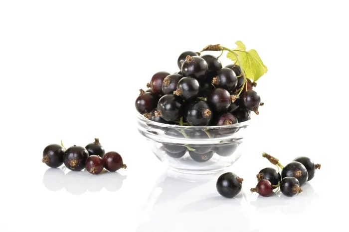 Gerahmter Druck : Schwarze Johannisbeeren (Ribes nigrum) Gerahmter Druck : Schwarze Johannisbeeren (Ribes nigrum)