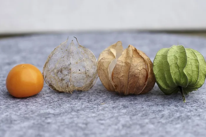 Gerahmter Druck : Blasenkirsche (Phyalis), Frucht Gerahmter Druck : Blasenkirsche (Phyalis), Frucht