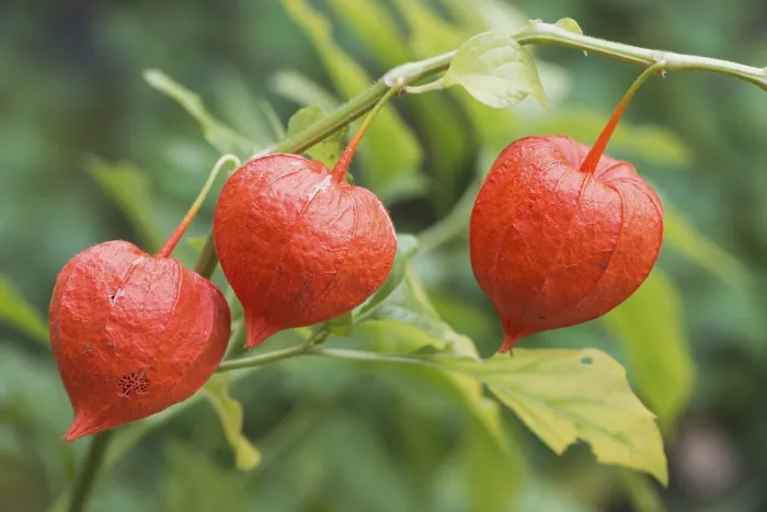 Gerahmter Druck : Beerenkirsche (Physalis alkekengi) Gerahmter Druck : Beerenkirsche (Physalis alkekengi)