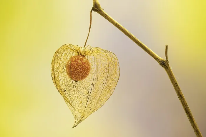 Gerahmter Druck : Blutapfel (Physalis alkekengi) Gerahmter Druck : Blutapfel (Physalis alkekengi)