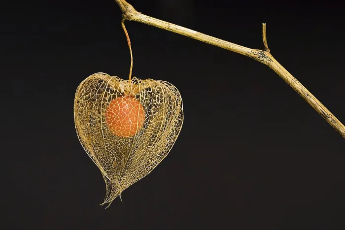 Gerahmter Druck : Beeren-Physalis (Physalis alkekengi) Gerahmter Druck : Beeren-Physalis (Physalis alkekengi)