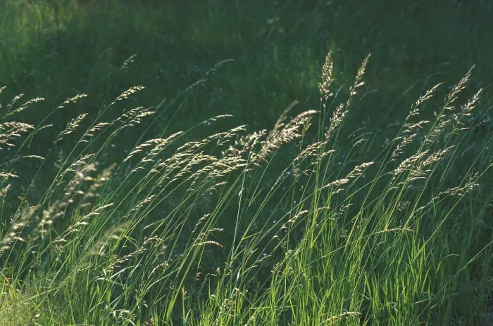Gerahmter Druck : Grasblatt im Wind Gerahmter Druck : Grasblatt im Wind