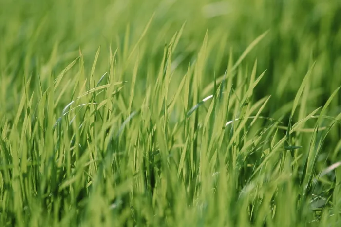 Gerahmter Druck : Grasblätter Gerahmter Druck : Grasblätter