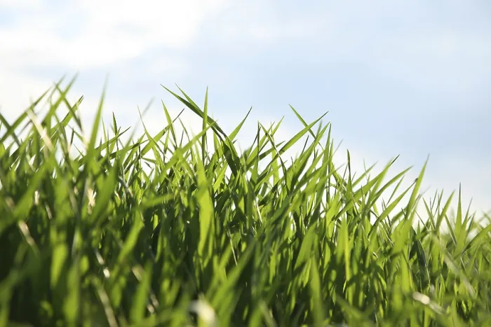 Gerahmter Druck : Grasblätter Gerahmter Druck : Grasblätter