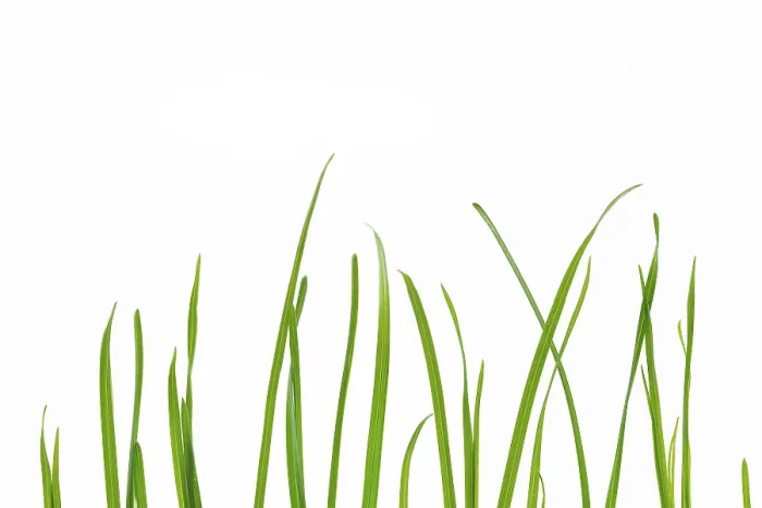 Gerahmter Druck : Grasblätter auf einem weißen Hintergrund. Gerahmter Druck : Grasblätter auf einem weißen Hintergrund.