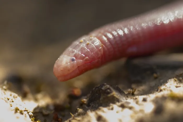 Gerahmter Druck : Blanus cinereus, Moorische Webtunnelgräber Gerahmter Druck : Blanus cinereus, Moorische Webtunnelgräber
