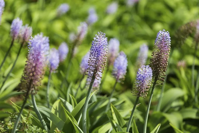 Gerahmter Druck : Blauer Ingwer, Dichorisandra thyrsiflora Gerahmter Druck : Blauer Ingwer, Dichorisandra thyrsiflora