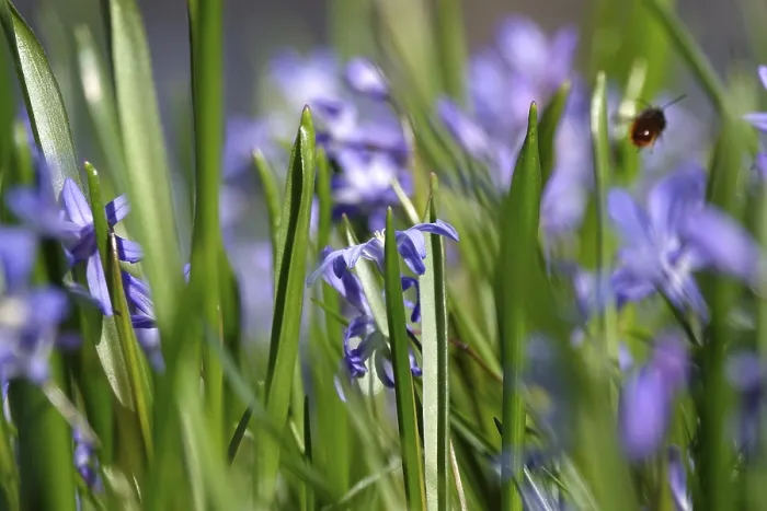 Gerahmter Druck : Blaustern, Frühling, Deutschland Gerahmter Druck : Blaustern, Frühling, Deutschland