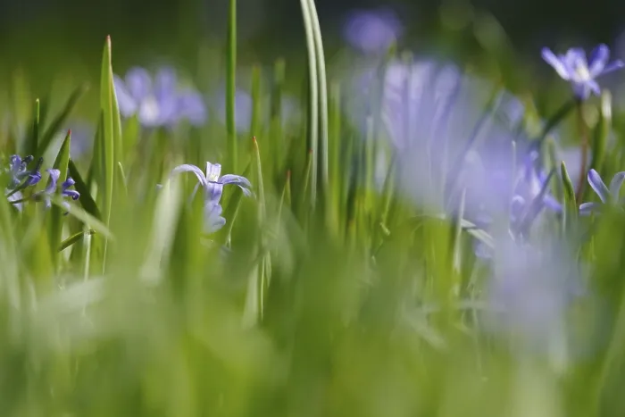 Gerahmter Druck : Blaustern, Frühling, Deutschland Gerahmter Druck : Blaustern, Frühling, Deutschland