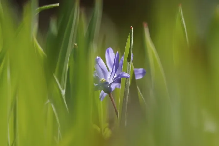 Gerahmter Druck : Blaustern, Frühling, Deutschland Gerahmter Druck : Blaustern, Frühling, Deutschland