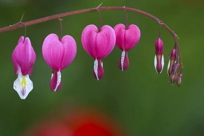 Gerahmter Druck : Blutender Herzenskranz (Dicentra)