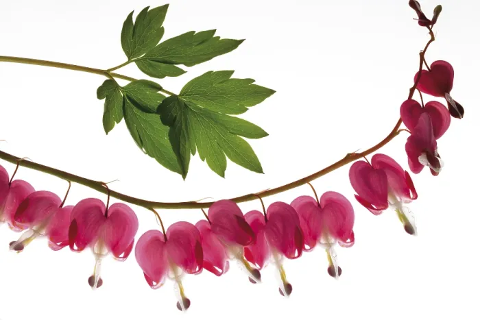 Gerahmter Druck : Blutender Herzenskraft (Dicentra) Gerahmter Druck : Blutender Herzenskraft (Dicentra)
