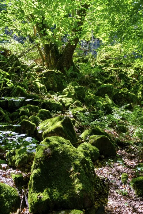 Gerahmter Druck : Block-Heap, im Bergwald. Gerahmter Druck : Block-Heap, im Bergwald.