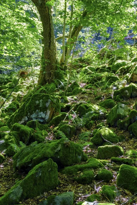 Gerahmter Druck : Block-Heap, im Bergwald. Gerahmter Druck : Block-Heap, im Bergwald.