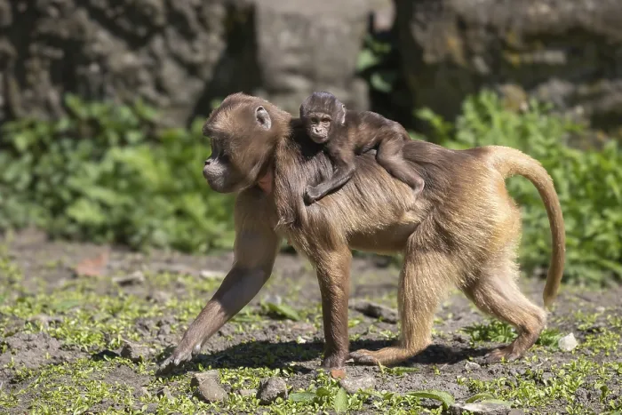 Gerahmter Druck : Blutbrustmensch (Theropithecus gelada) mit Jungem. Gerahmter Druck : Blutbrustmensch (Theropithecus gelada) mit Jungem.