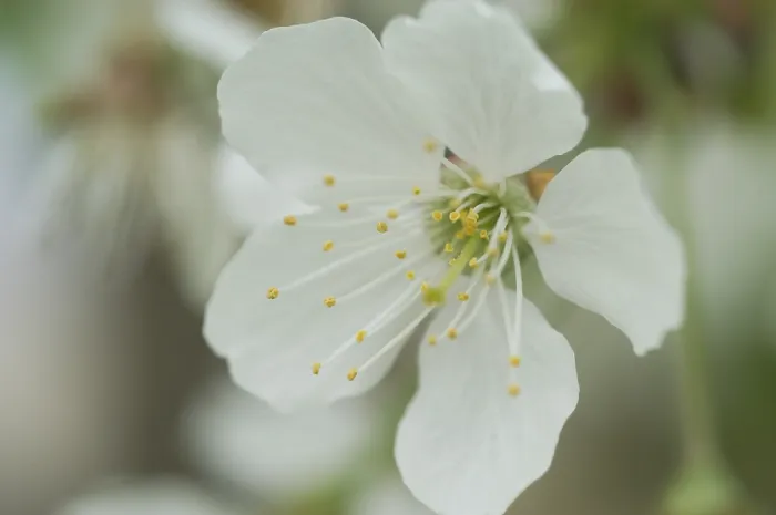 Gerahmter Druck : Bloom Gerahmter Druck : Bloom