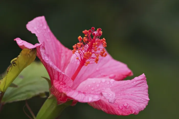Gerahmter Druck : Hibiskusblüte