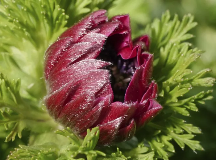 Gerahmter Druck : Blühende Anemone Gerahmter Druck : Blühende Anemone
