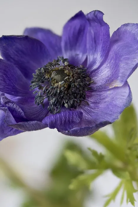 Gerahmter Druck : Blühende Anemone coronaria