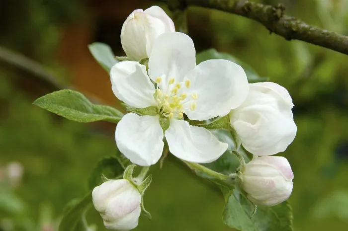 Gerahmter Druck : Blühender Apfelbaum in Deutschland. Gerahmter Druck : Blühender Apfelbaum in Deutschland.