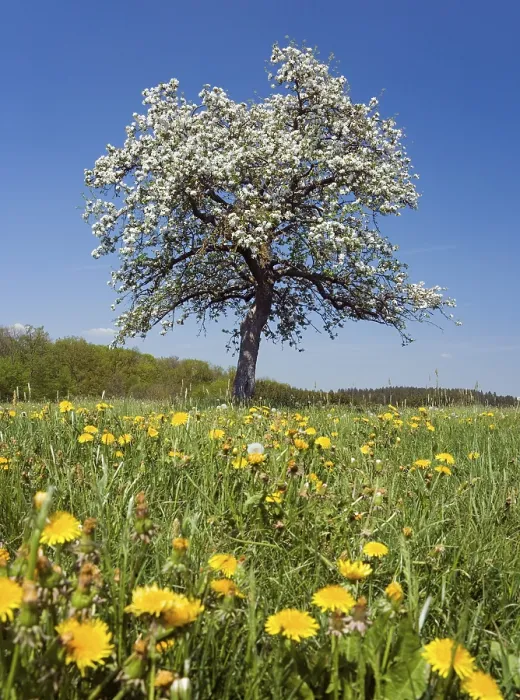 Gerahmter Druck : Ein blühender Apfelbaum auf einer Wiese. Gerahmter Druck : Ein blühender Apfelbaum auf einer Wiese.