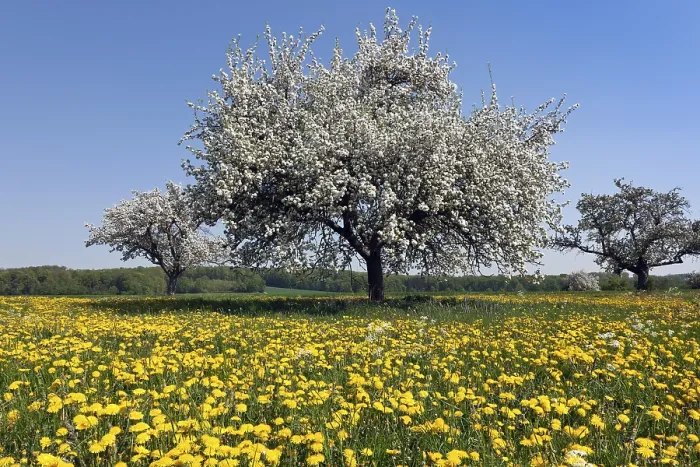 Gerahmter Druck : Blühender Apfelbaum in einem Frühlingswiesen Gerahmter Druck : Blühender Apfelbaum in einem Frühlingswiesen