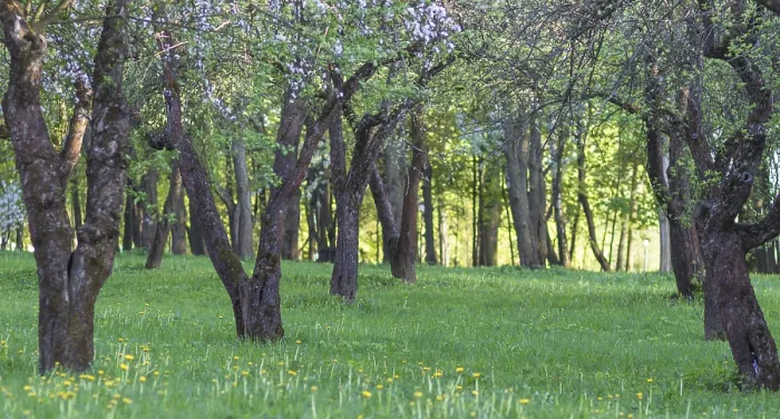 Gerahmter Druck : Blühende Apfelbäume im Frühlingspark. Gerahmter Druck : Blühende Apfelbäume im Frühlingspark.