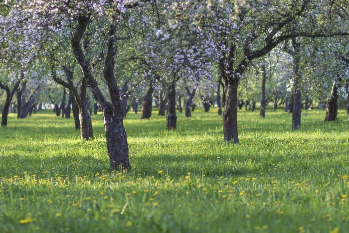 Gerahmter Druck : Blühende Apfelbäume im Frühlingspark. Gerahmter Druck : Blühende Apfelbäume im Frühlingspark.