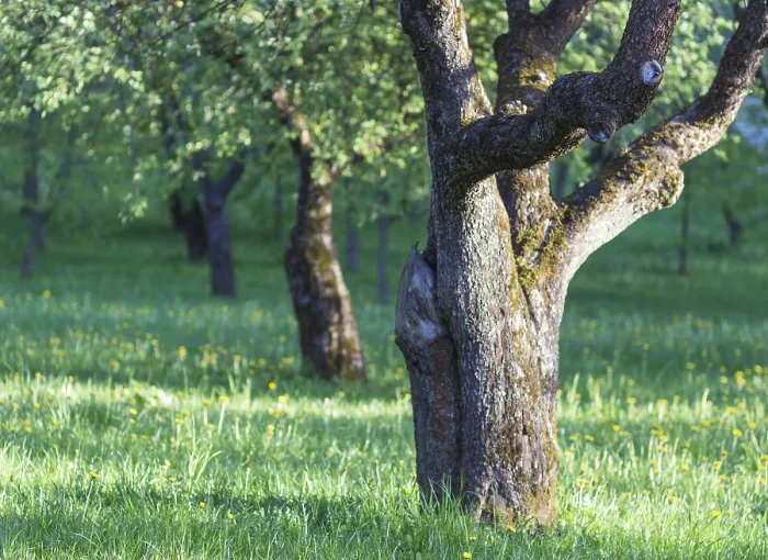 Gerahmter Druck : Blühende Apfelbäume im Frühlingspark Gerahmter Druck : Blühende Apfelbäume im Frühlingspark