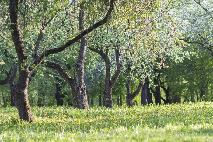 Gerahmter Druck : Blühende Apfelbäume im Frühlingspark. Gerahmter Druck : Blühende Apfelbäume im Frühlingspark.