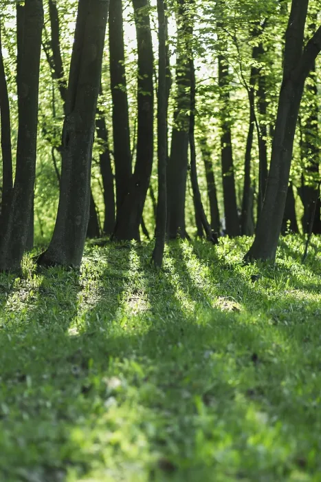 Gerahmter Druck : Blühende Apfelbäume im Frühlingspark. Gerahmter Druck : Blühende Apfelbäume im Frühlingspark.