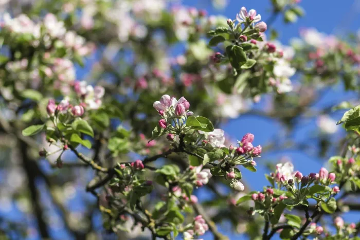 Gerahmter Druck : Blühende Apfelbäume im Frühlingspark. Gerahmter Druck : Blühende Apfelbäume im Frühlingspark.