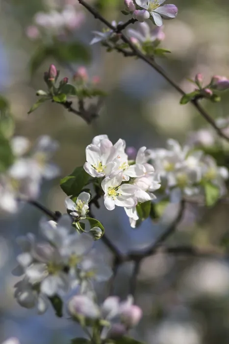 Gerahmter Druck : Blühende Apfelbäume im Frühlingspark. Gerahmter Druck : Blühende Apfelbäume im Frühlingspark.