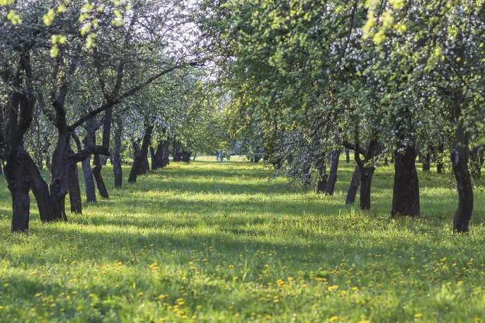 Gerahmter Druck : Blühende Apfelbäume im Frühlingspark. Gerahmter Druck : Blühende Apfelbäume im Frühlingspark.