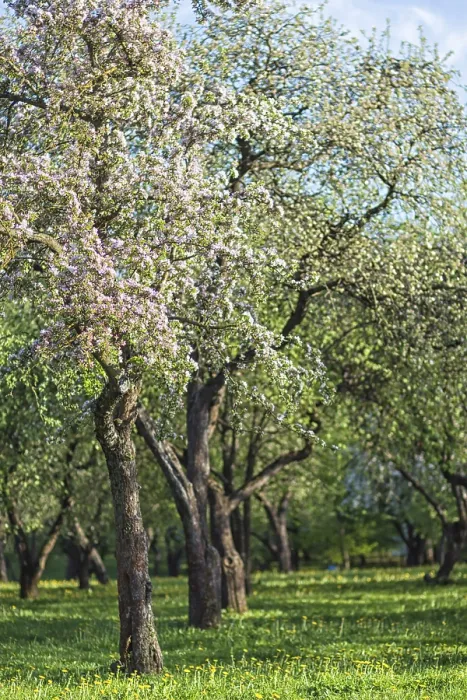 Gerahmter Druck : Blühende Apfelbäume im Frühlingspark. Gerahmter Druck : Blühende Apfelbäume im Frühlingspark.