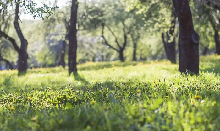 Gerahmter Druck : Blühende Apfelbäume im Frühlingspark. Gerahmter Druck : Blühende Apfelbäume im Frühlingspark.