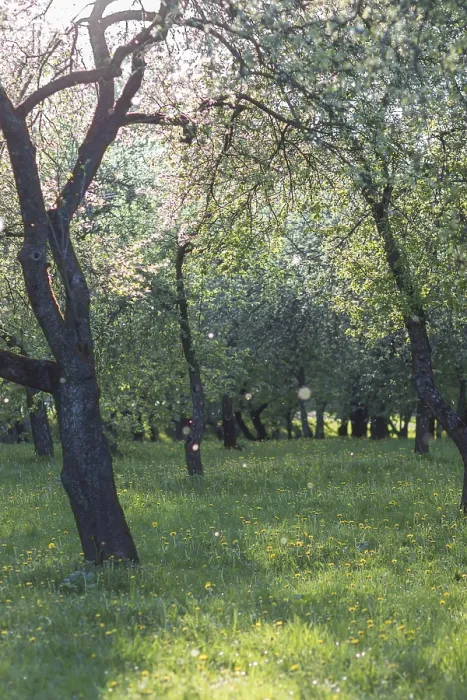 Gerahmter Druck : Blühende Apfelbäume im Frühlingspark. Gerahmter Druck : Blühende Apfelbäume im Frühlingspark.