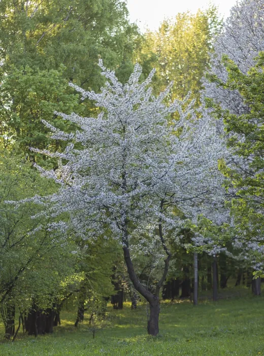 Gerahmter Druck : Blühende Apfelbäume im Frühlingspark. Gerahmter Druck : Blühende Apfelbäume im Frühlingspark.