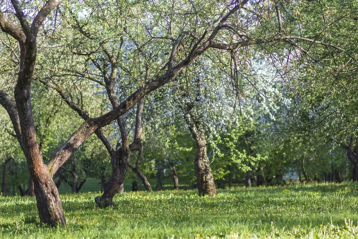 Gerahmter Druck : Blühende Apfelbäume im Frühlingspark. Gerahmter Druck : Blühende Apfelbäume im Frühlingspark.