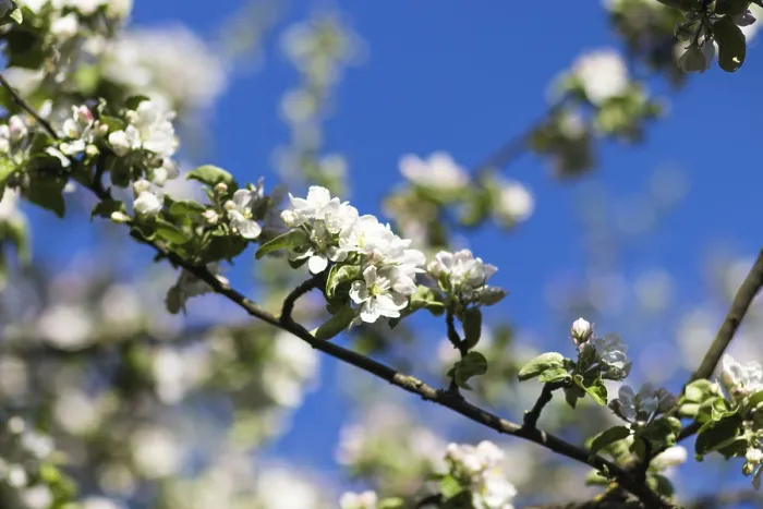 Gerahmter Druck : Blühende Apfelbäume im Frühlingspark. Gerahmter Druck : Blühende Apfelbäume im Frühlingspark.