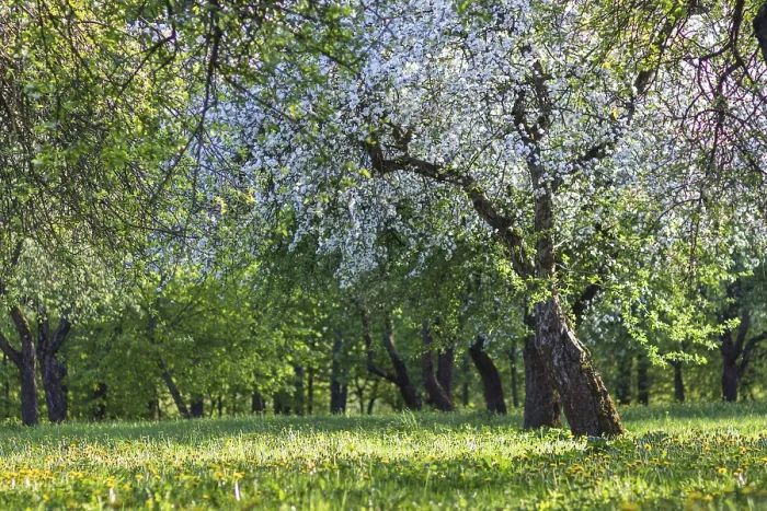Gerahmter Druck : Blühende Apfelbäume im Frühlingspark. Gerahmter Druck : Blühende Apfelbäume im Frühlingspark.