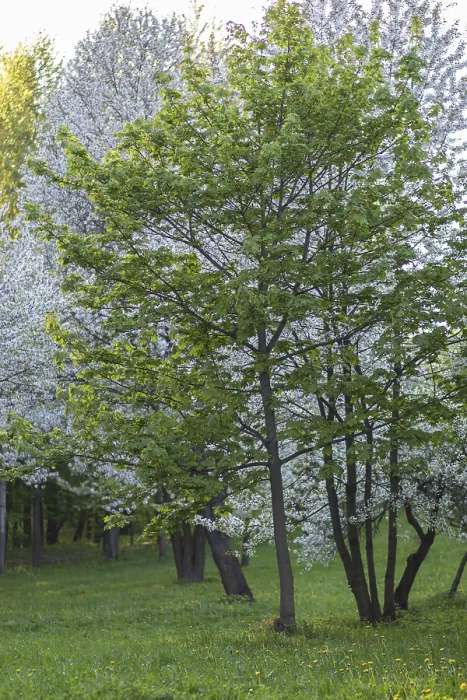 Gerahmter Druck : Blühende Apfelbäume im Frühlingspark. Gerahmter Druck : Blühende Apfelbäume im Frühlingspark.