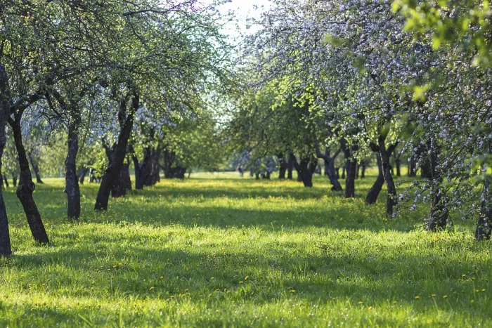 Gerahmter Druck : Blühende Apfelbäume im Frühlingspark. Gerahmter Druck : Blühende Apfelbäume im Frühlingspark.