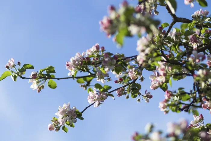 Gerahmter Druck : Blühende Apfelbäume in einem Frühlingspark Gerahmter Druck : Blühende Apfelbäume in einem Frühlingspark