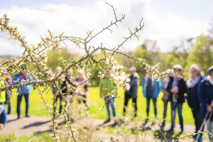 Gerahmter Druck : Blühender Zweig im Vordergrund, Gruppe von Menschen im Hintergrund, Heckengau-Naturtour in Aidlingen, Landkreis Böblingen Gerahmter Druck : Blühender Zweig im Vordergrund, Gruppe von Menschen im Hintergrund, Heckengau-Naturtour in Aidlingen, Landkreis Böblingen